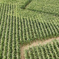 Un labyrinthe grandeur nature à explorer en famille !