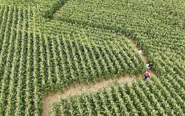 Un labyrinthe grandeur nature à explorer en famille !